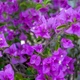Multicolor Bougainvillea, Trangular Plum-South American Jasmine 50 Seeds , Strik