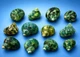 Green Turbo Shell Lot 50 pcs Craft Seashells Beach Decor Mixed sizes