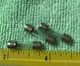 3 Pcs GMA2 2A BUSSMANN BUSS FUSE  250V 5mm x 20mm FAST BLOW 