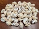 50 PCS SMALL BABYLONIA SPIRATA TURBO SHELL CRAFT 1" - 1 1/2"